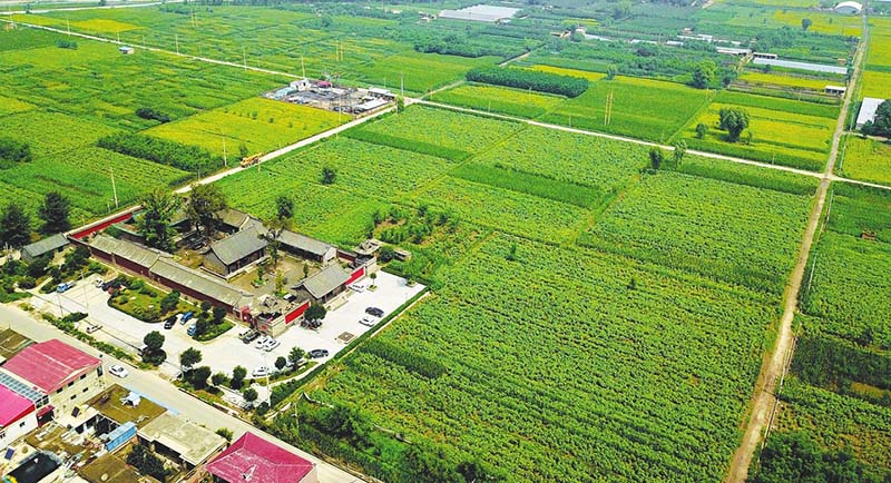 田園變公園村莊變景區(qū)省城晉源區(qū)王郭村1500畝葵花進入盛花期，百萬朵葵花悉數(shù)怒放，吸引了大批游客慕名前來。【詳細】